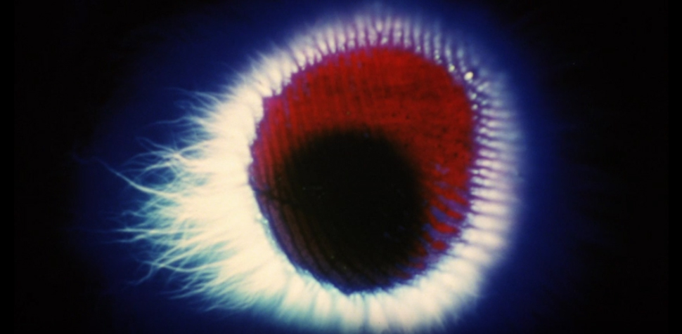 MURDER SEASON: CRIME-SOLVING PLANTS AND OTHER VEGETAL HORRORS (Los Angeles)