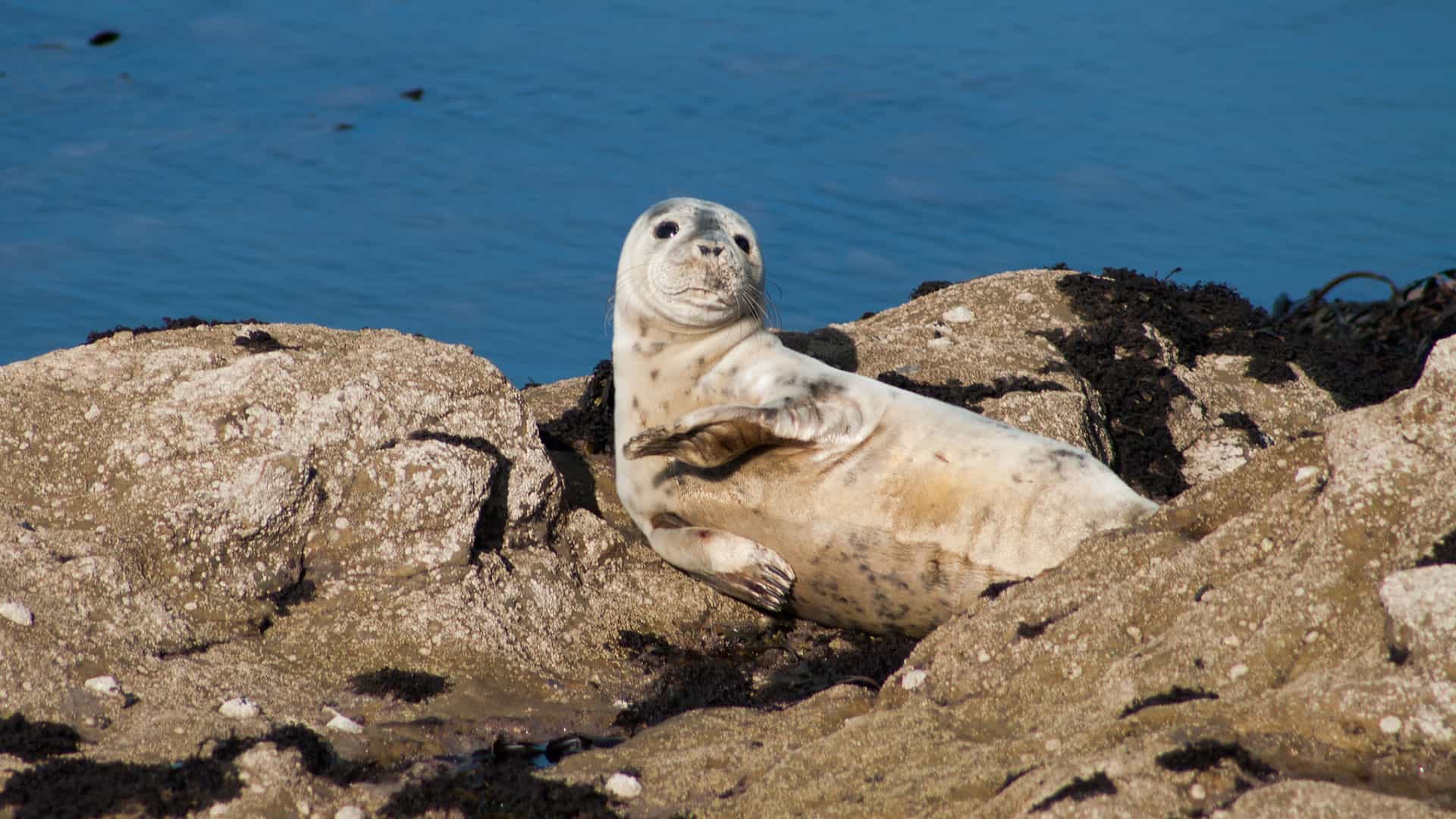 Water, Water, Everywhere - British Sea Based Folklore (London)
